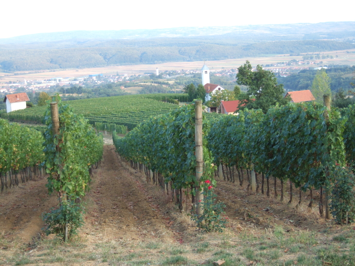 slavonska burza poznanstva 2014